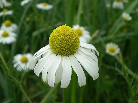 Blüte der Echten Kamille